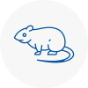 Rat Control Stamford